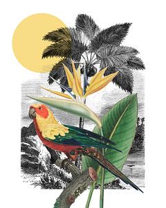 a Tropical Collage