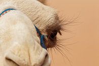 Close-up van het oog van een kameel van Melissa Peltenburg thumbnail