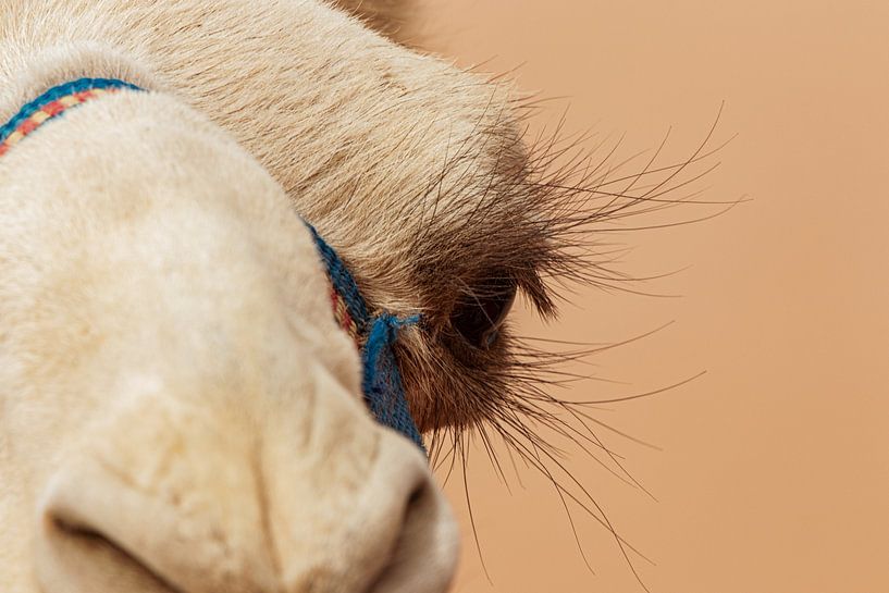 Close-up van het oog van een kameel van Melissa Peltenburg