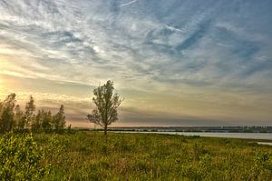 Einsamer Baum in Dintelse Ammern