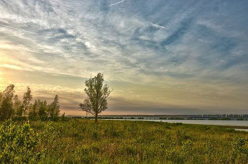 Lonely Tree at Dintelse Gorzen