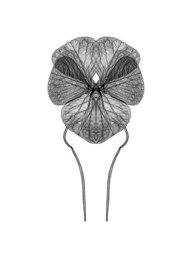 Symmetrical plant leaf by Cor Ritmeester