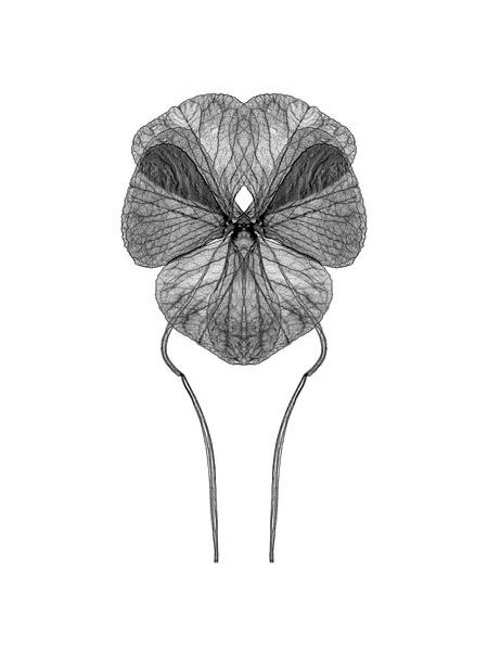 Feuille de plante symétrique par Cor Ritmeester