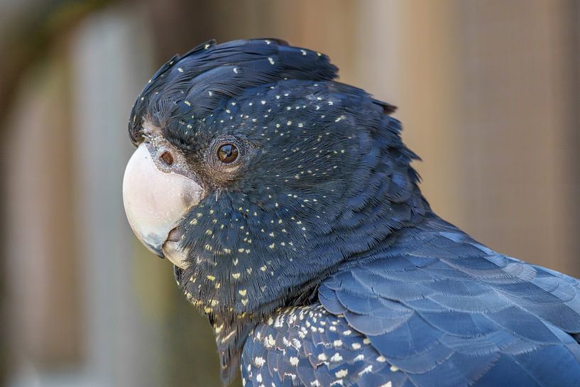 Red-tailed black cockatoo van Joost Potma