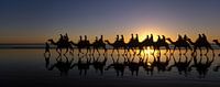 Panorama Kamele mit Sonnenuntergang von Roel Dijkstra Miniaturansicht