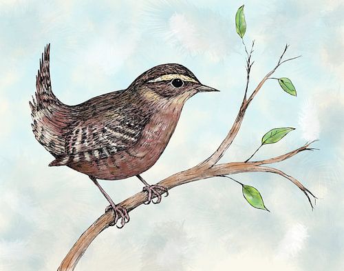 Coloured ink drawing of a wren