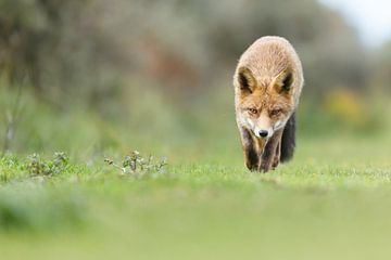 Red fox in nature by Menno Schaefer