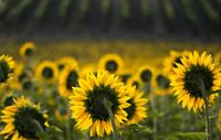 Sonnenblumen von Frans Scherpenisse Miniaturansicht
