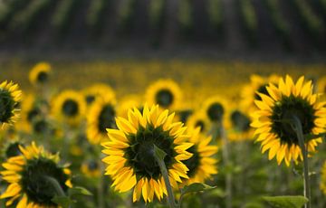 zonnebloemen van Frans Scherpenisse