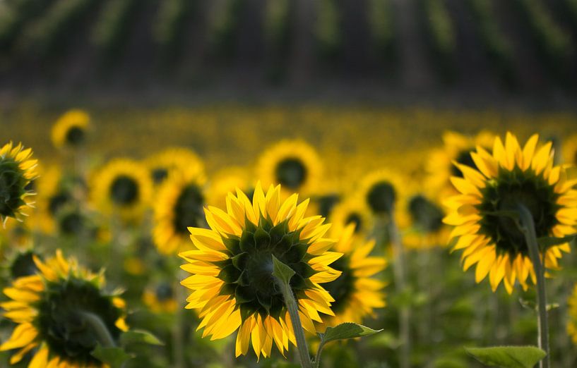 sunflowers by Frans Scherpenisse
