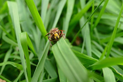 Der Aufstieg der Hornisse