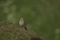 The meadow pipit