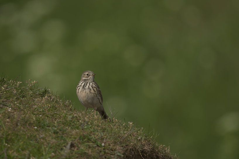 The meadow pipit by Laurens Balvert
