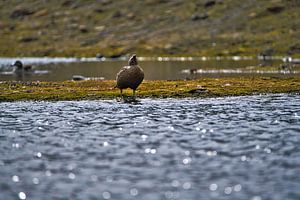 Eiderente — Seevogel an Norwegens Küste