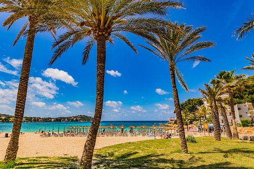 Strand met palmbomen op het eiland Mallorca, Spanje