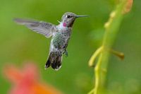 Anna's hummingbird in California