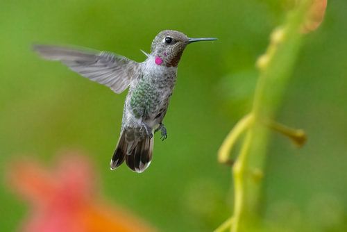 Annakolibri in Kalifornien