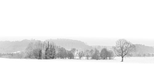 Panorama winter landscape with snow and trees in black and white in Allgäu Germany