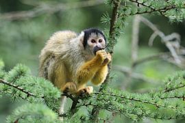 Squirrel monkey portrait
