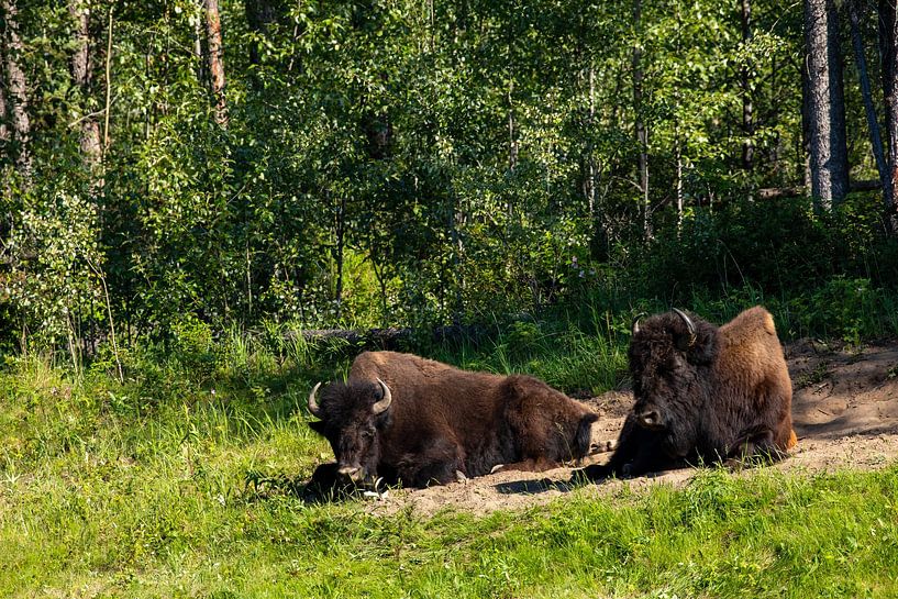 Wild bison on the Alaska Highway in Canada by Roland Brack