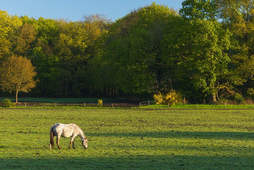 Pferd bei Sonnenaufgang - Groningen (Niederlande) von Marcel Kerdijk