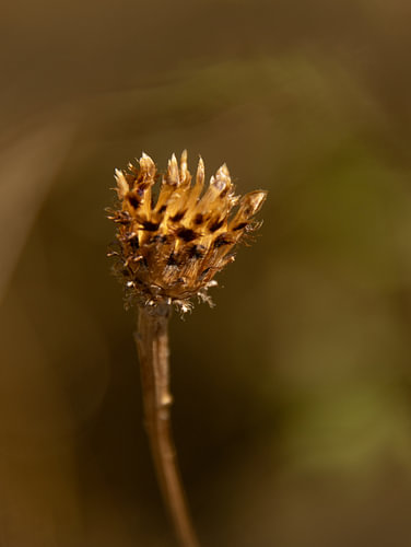 After flowering