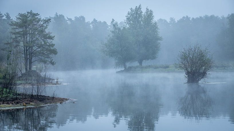 Ven parmi les bois enveloppés dans la brume matinale. par Jan van der Vlies