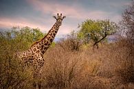 Giraffe in Tsavo West Kenya NP by Marjolein van Middelkoop thumbnail