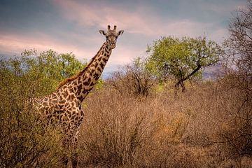 Giraffe in Tsavo West Kenya NP