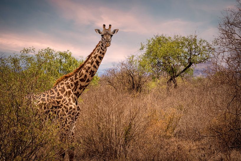 Giraffe in NP Tsavo West Kenia van Marjolein van Middelkoop