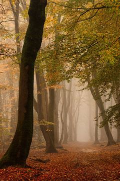 Herfst in het Speulderbos van John Leeninga