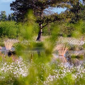 L'herbe à coton dans la tourbière sur Kurt Krause