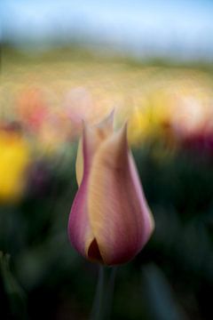 die Tulpe von Anneliese Grünwald-Märkl