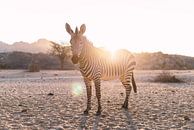 Zebra im Gegenlicht in Namibia par Felix Brönnimann Aperçu