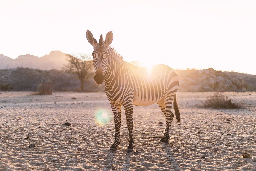Zebra im Gegenlicht in Namibia par Felix Brönnimann