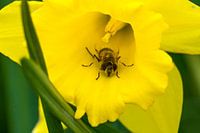 Narzisse mit Schwebfliege