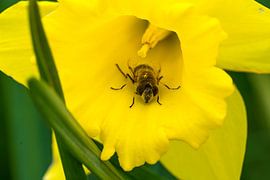 Daffodil with hoverfly by Goffe Jensma