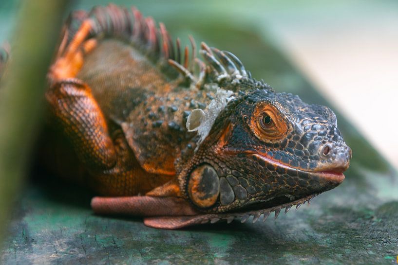 Lying Lizard by Jeroen Pol