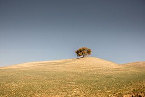 Einsamer Baum auf einer Hochebene in Spanien vor einem blaugrauen Himmel von Wout Kok