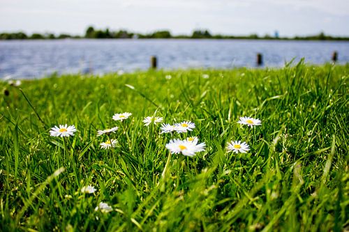 Daisies on the Abcouder lake
