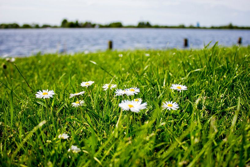 Gänseblümchen am Abcouder See von thomaswphotography