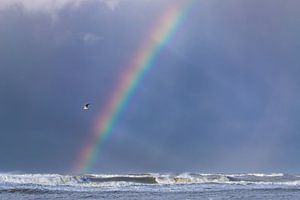 Arc-en-ciel avec rayons de soleil et mouette