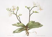 Botanical illustration, watercolor of Orchid; Palaenopsis aphrodite. by Ria Trompert- Nauta thumbnail