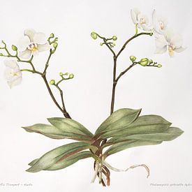 Aquarel van Orchidee; Palaenopsis aphrodite. van Ria Trompert- Nauta