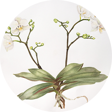 Aquarel van Orchidee; Palaenopsis aphrodite. van Ria Trompert- Nauta