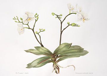 Botanical illustration, watercolor of Orchid; Palaenopsis aphrodite.
