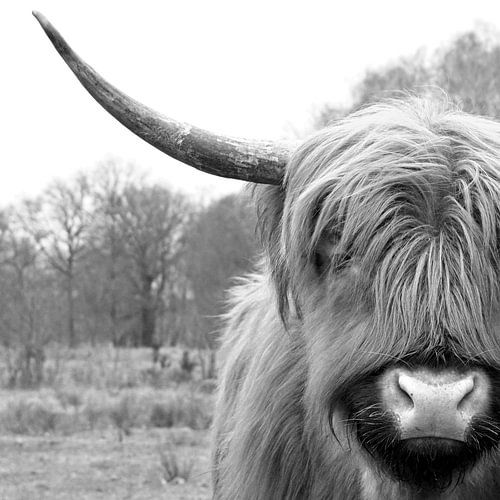 Auge in Auge mit einem schottischen Highlander