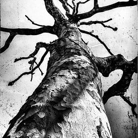Tree l  by Annemiek van Eeden