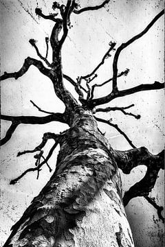 Arbre l sur Annemiek van Eeden