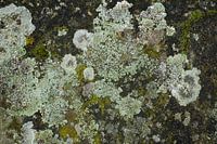 Moss landscape